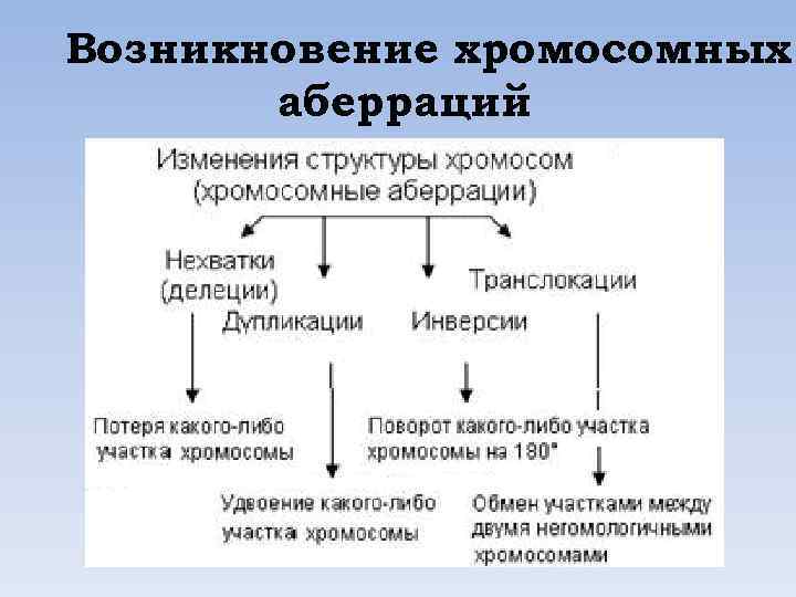 Возникновение хромосомных аберраций 