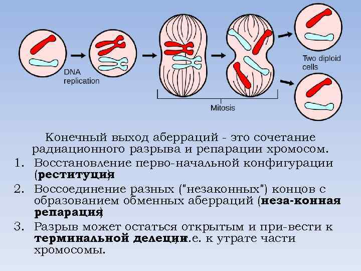 Конечный выход аберраций это сочетание радиационного разрыва и репарации хромосом. 1. Восстановление перво начальной