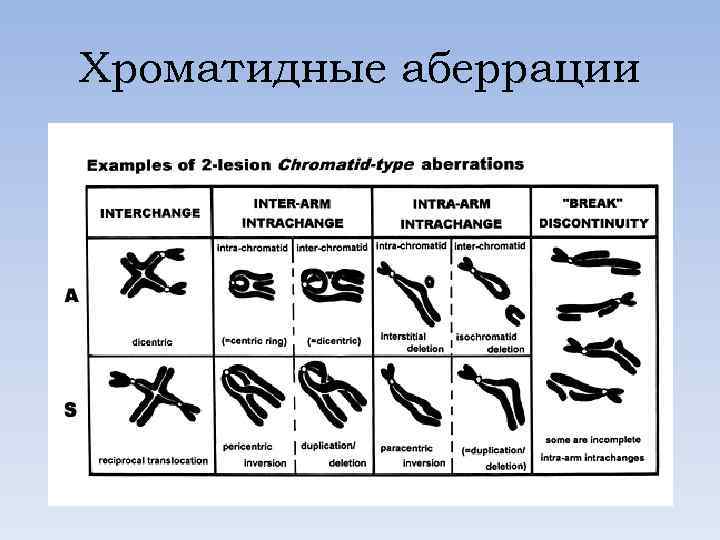 Хроматидные аберрации 