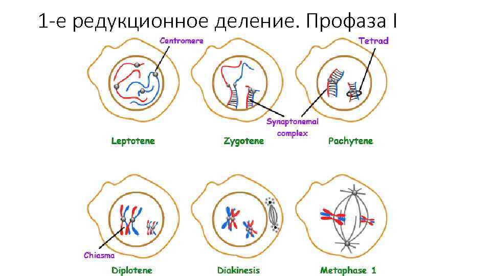 1 -е редукционное деление. Профаза I 