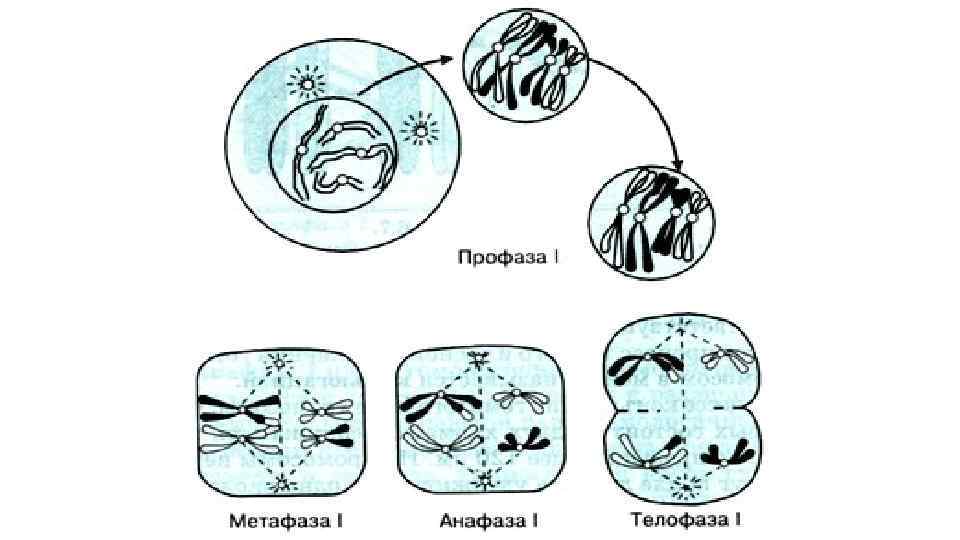 Процесс митоза рисунок. Профаза 1 (профаза первого деления) состоит из ряда стадий:. Стадии профазы 1 мейоза рисунок. Стадии профазы 1 с рисунками. Схема профазы 1 мейоза.