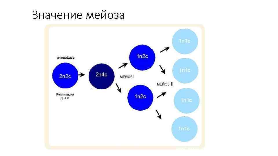 Значение мейоза 