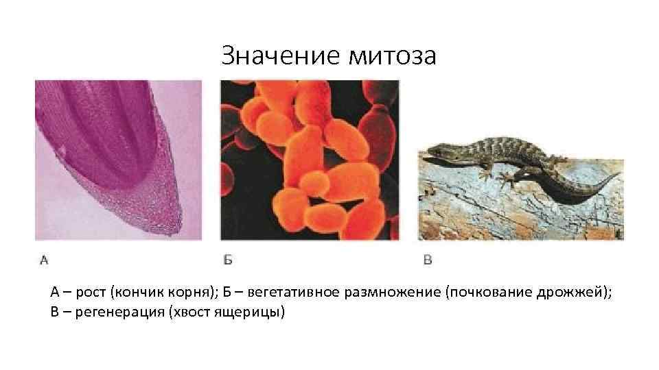 Биологический смысл митоза. Значение митоза. Биологическое значение митоза. Знкчен метозв в природе. Значение митоза в биологии.