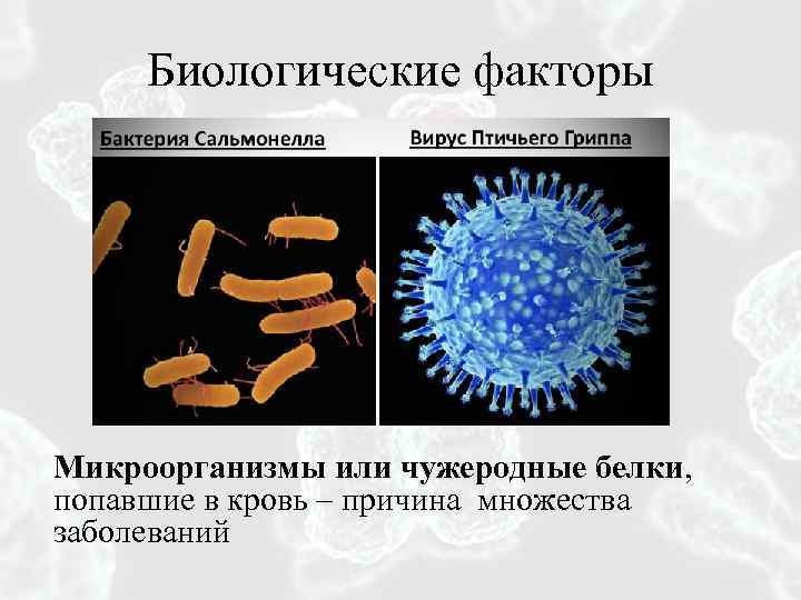 Биологические факторы бактерии