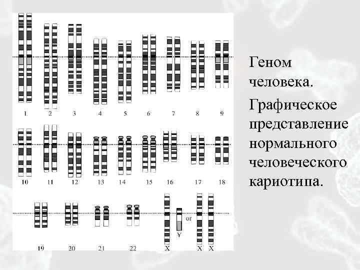 Геном человека. Графическое представление нормального человеческого кариотипа. 