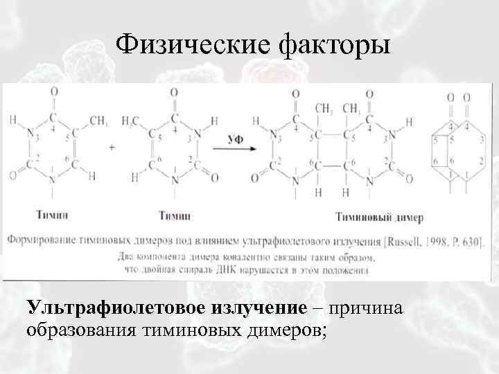 Физические факторы Ультрафиолетовое излучение – причина образования тиминовых димеров; 