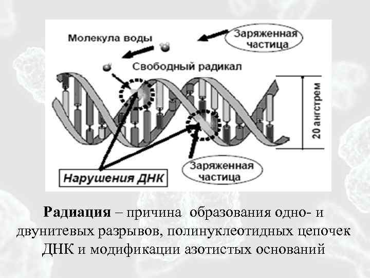 Разрыв цепи днк. Однонитевые разрывы ДНК. Репарация однонитевых разрывов ДНК. Репарация двунитевых разрывов ДНК. Механизмы репарации двунитевых разрывов ДНК.