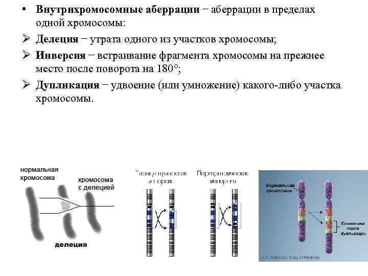 Увеличение хромосом