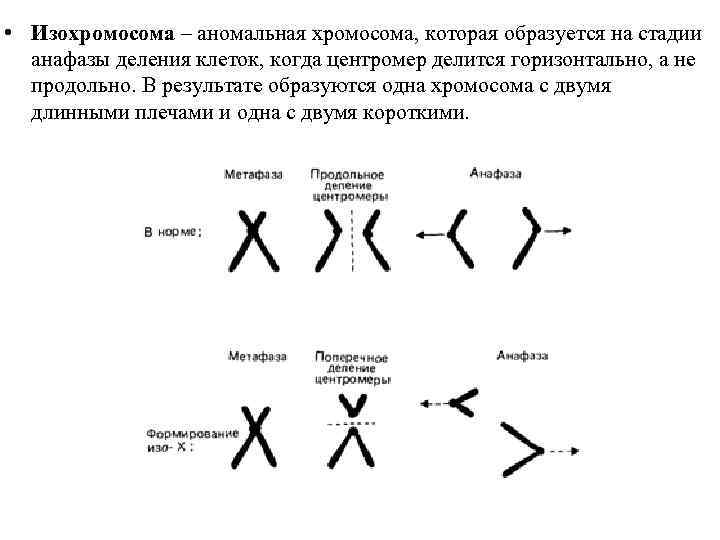  • Изохромосома – аномальная хромосома, которая образуется на стадии анафазы деления клеток, когда