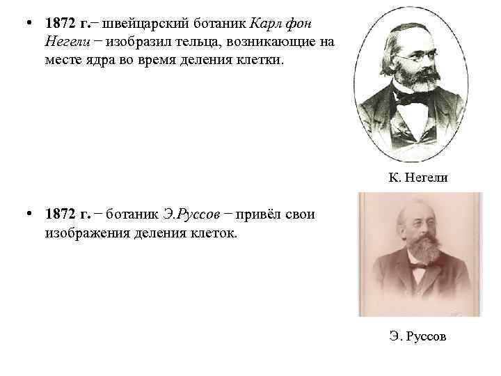  • 1872 г. швейцарский ботаник Карл фон Негели изобразил тельца, возникающие на месте