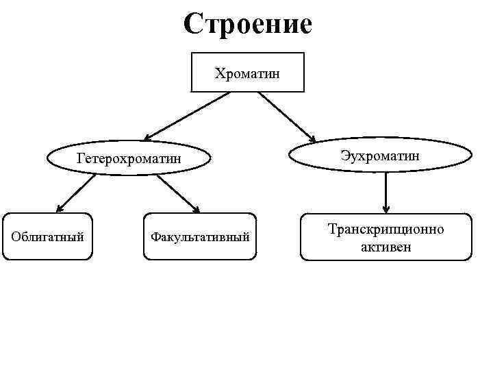 Строение Хроматин Гетерохроматин Облигатный Факультативный Эухроматин Транскрипционно активен 