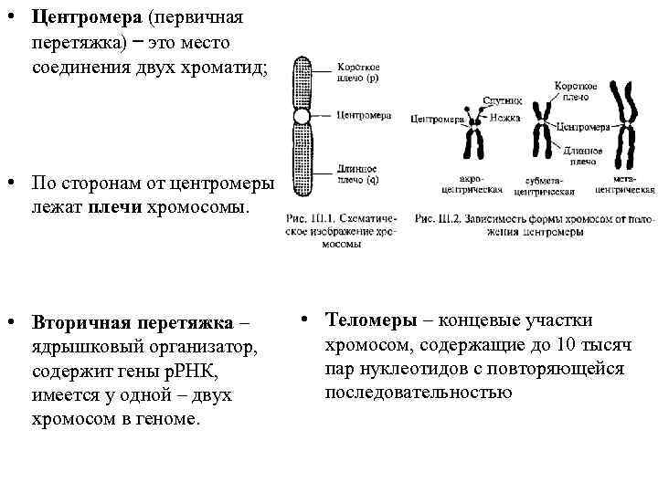 Каждая хромосома состоит