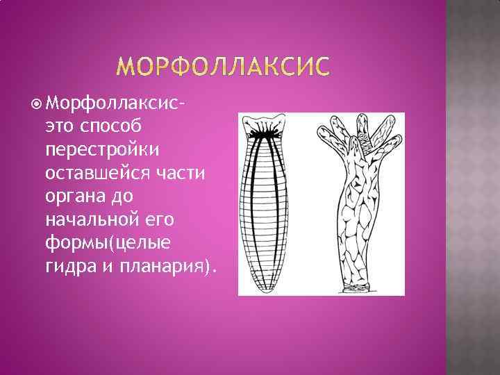  Морфоллаксис- это способ перестройки оставшейся части органа до начальной его формы(целые гидра и