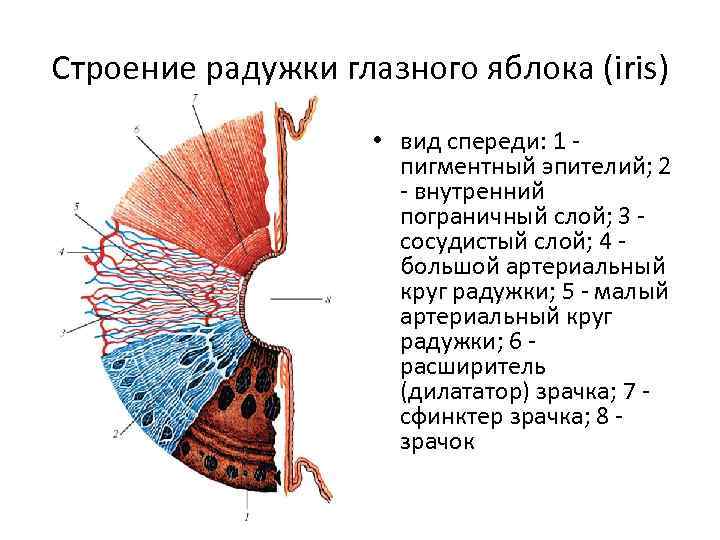 Строение радужки глазного яблока (iris) • вид спереди: 1 пигментный эпителий; 2 - внутренний