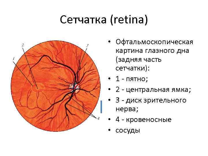 Сетчатка (retina) • Офтальмоскопическая картина глазного дна (задняя часть сетчатки): • 1 - пятно;