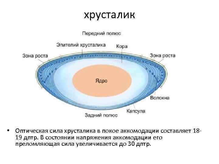 хрусталик • Оптическая сила хрусталика в покое аккомодации составляет 1819 дптр. В состоянии напряжения