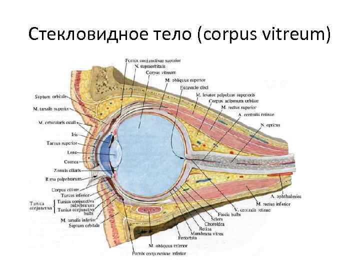 Стекловидное тело (corpus vitreum) 