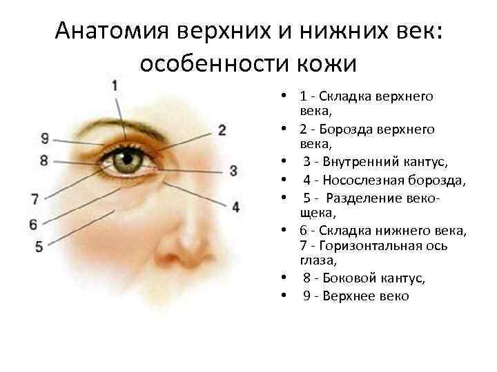 Анатомия верхних и нижних век: особенности кожи • 1 - Складка верхнего века, •