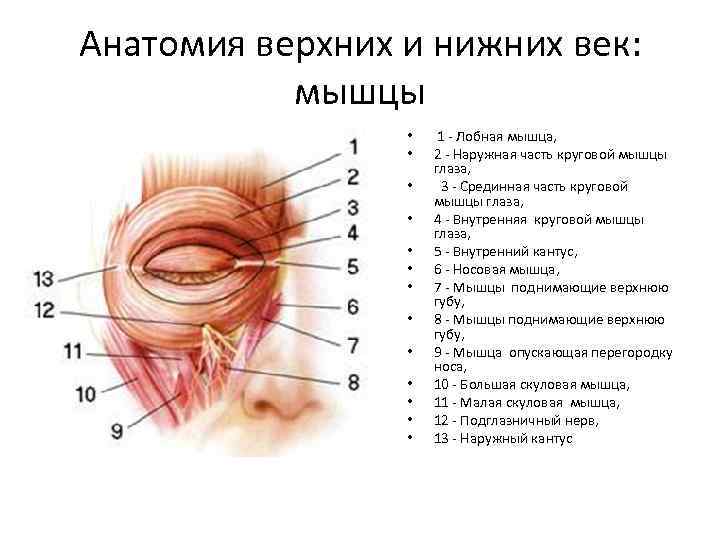 Анатомия верхних и нижних век: мышцы • • • • 1 - Лобная мышца,