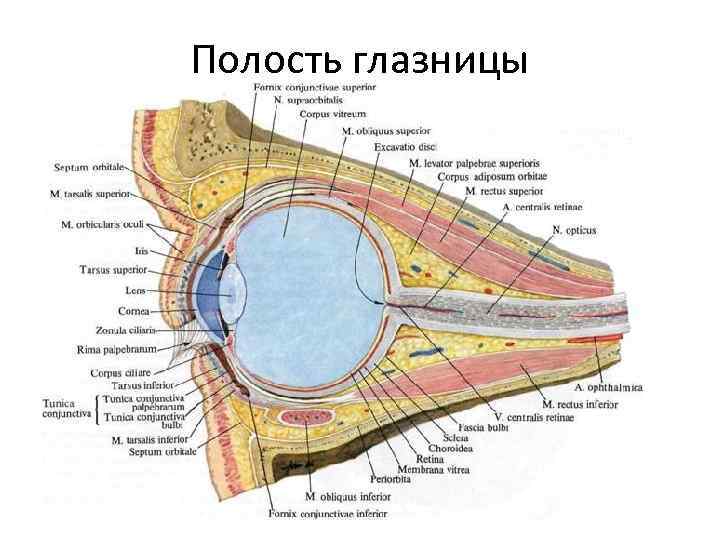 Полость глазницы 