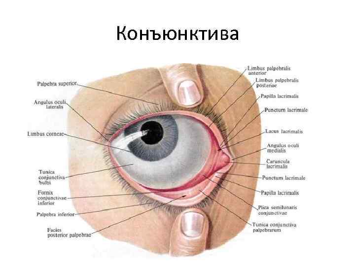 Конъюнктива 