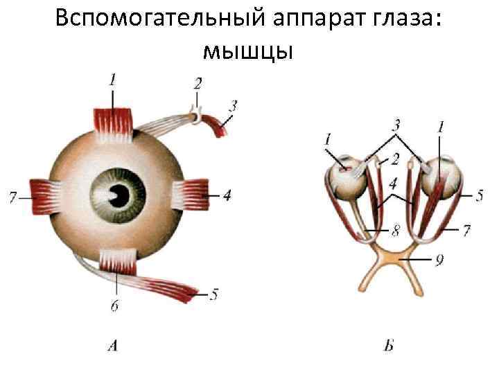 Вспомогательный аппарат глаза: мышцы 