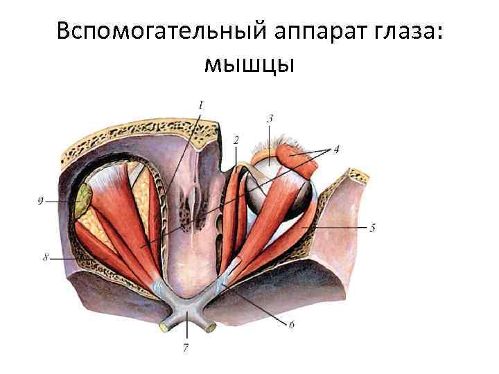 Вспомогательный аппарат глаза: мышцы 