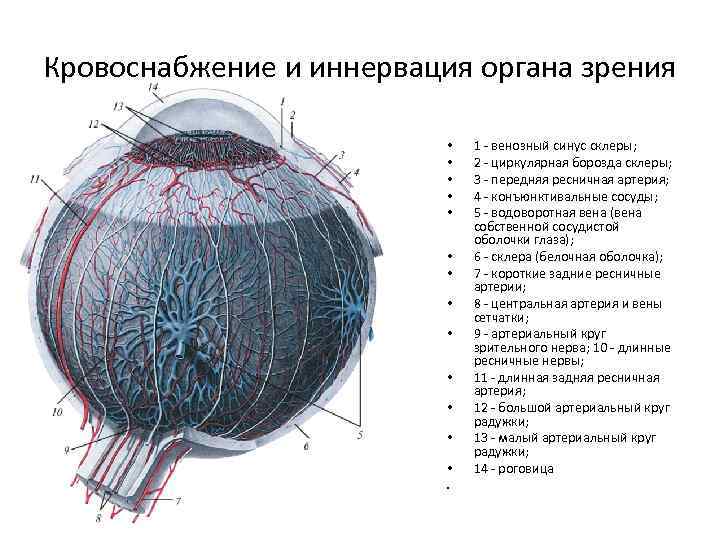 Кровоснабжение и иннервация органа зрения • • • • 1 - венозный синус склеры;