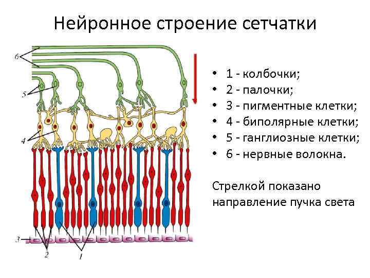 Нейронное строение сетчатки • • • 1 - колбочки; 2 - палочки; 3 -