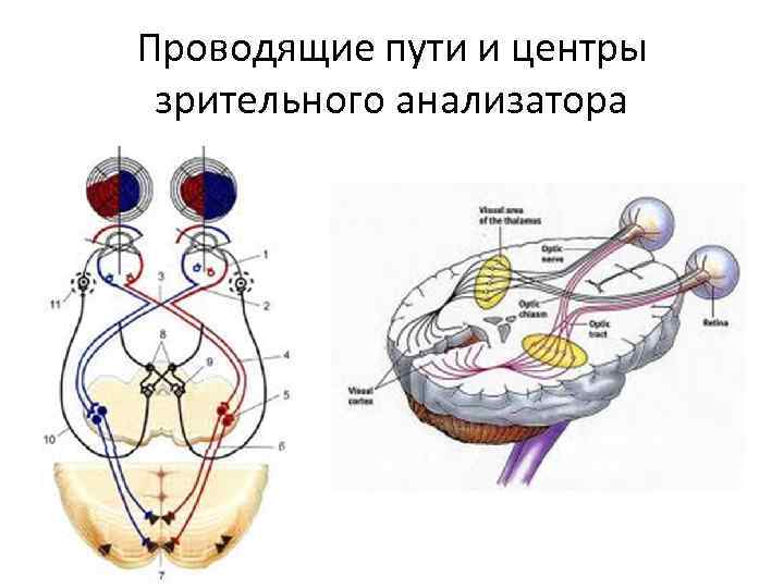 Проводящие пути и центры зрительного анализатора 