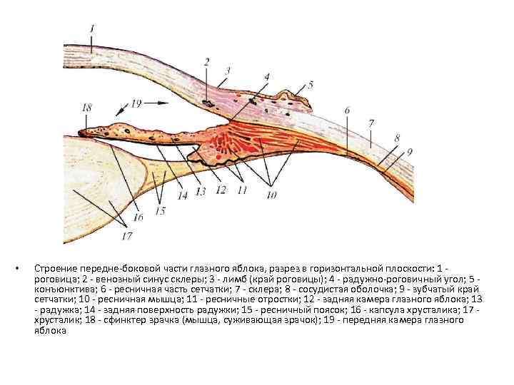  • Строение передне-боковой части глазного яблока, разрез в горизонтальной плоскости: 1 роговица; 2