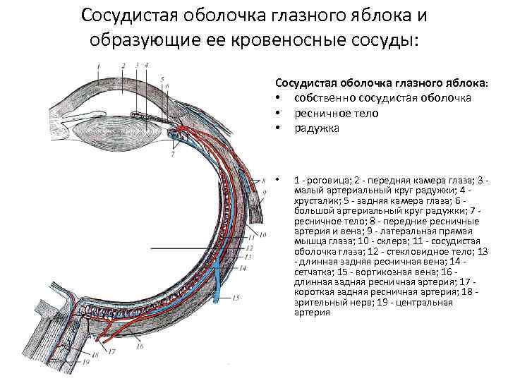 Сосудистая оболочка глазного яблока и образующие ее кровеносные сосуды: Сосудистая оболочка глазного яблока: •