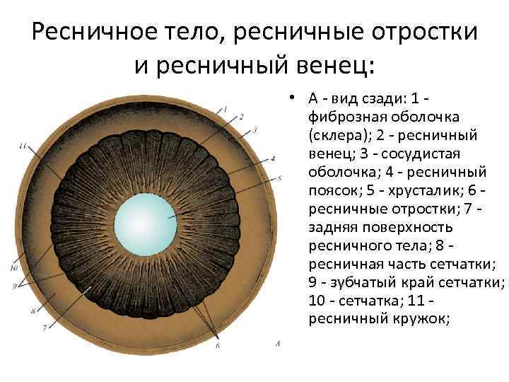 Ресничное тело, ресничные отростки и ресничный венец: • А - вид сзади: 1 фиброзная