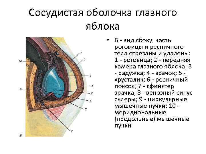 Сосудистая оболочка глазного яблока • Б - вид сбоку, часть роговицы и ресничного тела