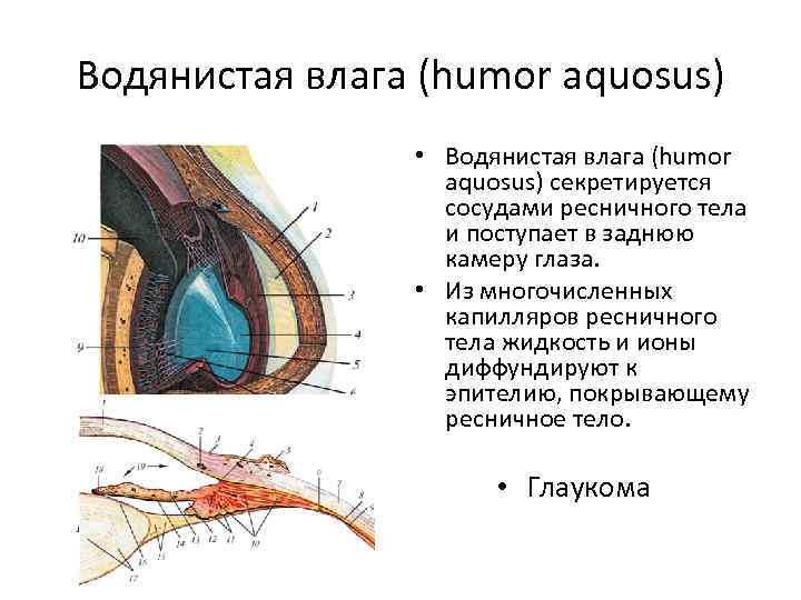 Водянистая влага (humor aquosus) • Водянистая влага (humor aquosus) секретируется сосудами ресничного тела и