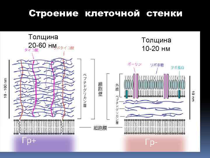 Строение клеточной стенки