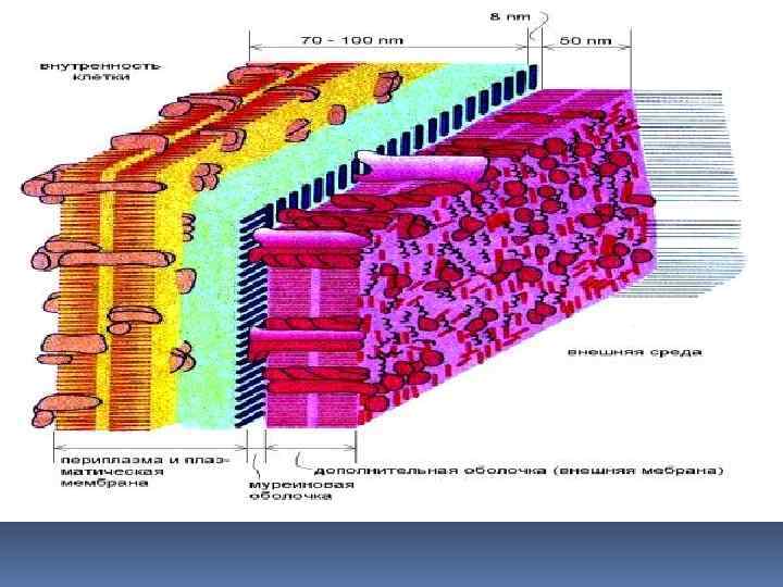 Клеточная стенка состоит из пептидогликана. Клет стенка бактерий. Клетка стенка типы. Клеточная стенка фото. Клеточная стенкафот.