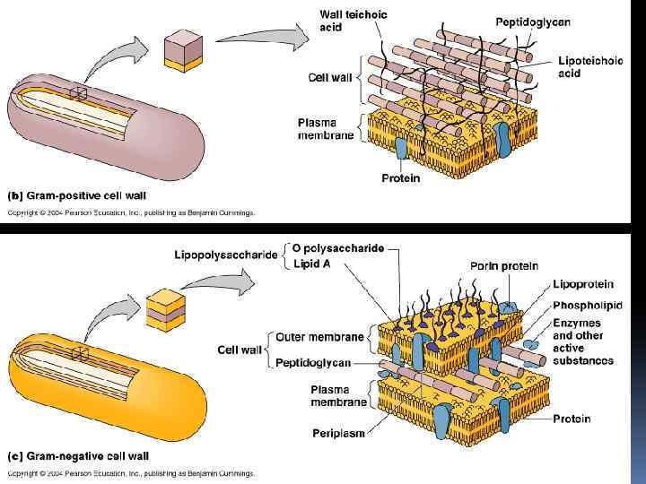 Стенка бактерий. Клеточная стенка грамотрицательных бактерий муреин. Клеточная стенка грамположительных бактерий рисунок. Из чего клеточная стенка у бактерий. Основное вещество клеточной стенки бактерий.