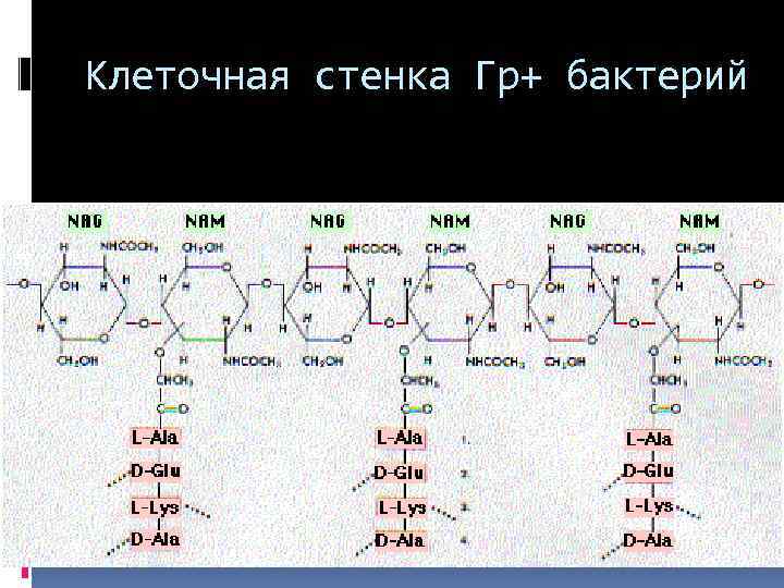 Углеводы клеточных стенок