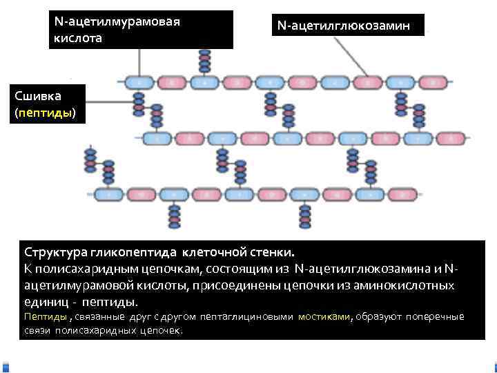 Муреин стенка. Ацетилмурамовая кислота у бактерий является компонентом. Мурамовая кислота у бактерий. N-ацетилмурамовая кислота у бактерий является компонентом. Ацетилмурамовая кислота у бактерий является.