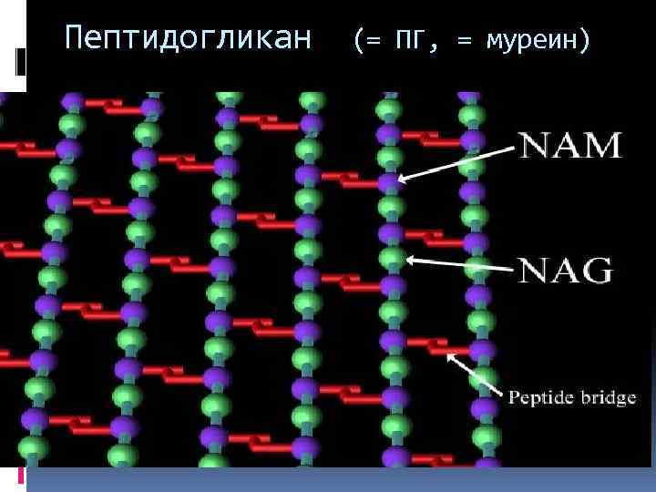 Пептидогликан бактерий. Пептидогликан клеточной стенки. Муреин формула молекулярная. Пептидогликан муреин. Пептидогликан связи.