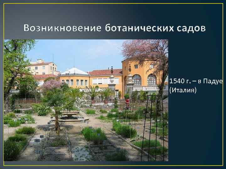 Возникновение ботанических садов 1540 г. – в Падуе (Италия) 