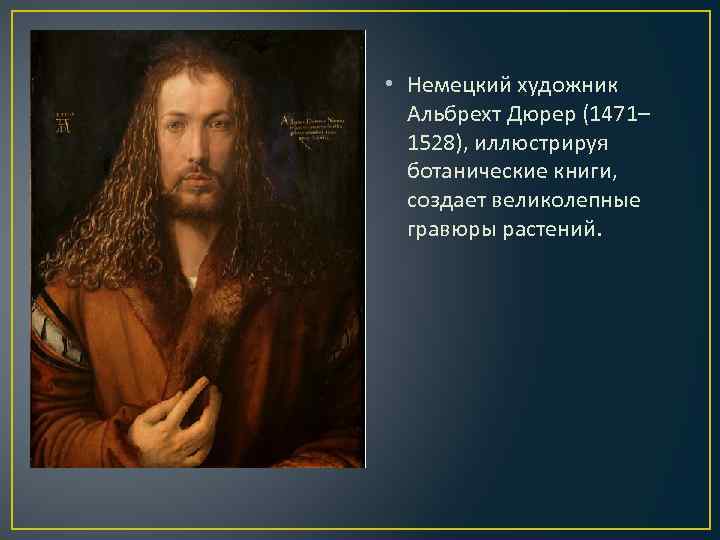  • Немецкий художник Альбрехт Дюрер (1471– 1528), иллюстрируя ботанические книги, создает великолепные гравюры