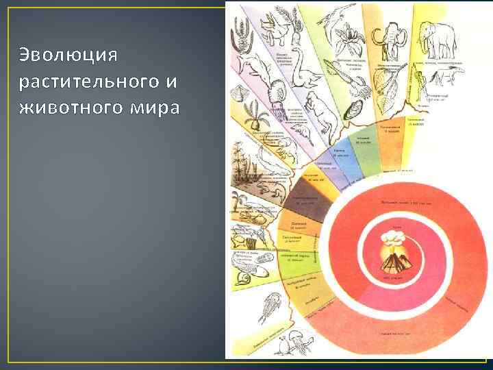 Эволюция растительного и животного мира 