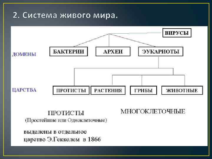 Схема классификация живого мира