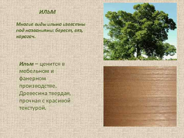Дерево карагач фото и описание где растет