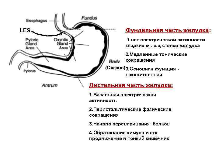 LES Фундальная часть желудка: 1. нет электрической активности гладких мышц стенки желудка 2. Медленные