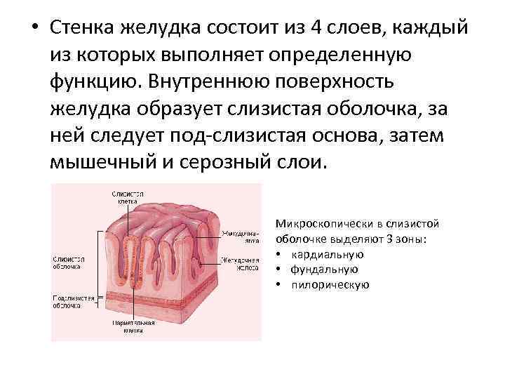 Слизистая оболочка желудка состоит из