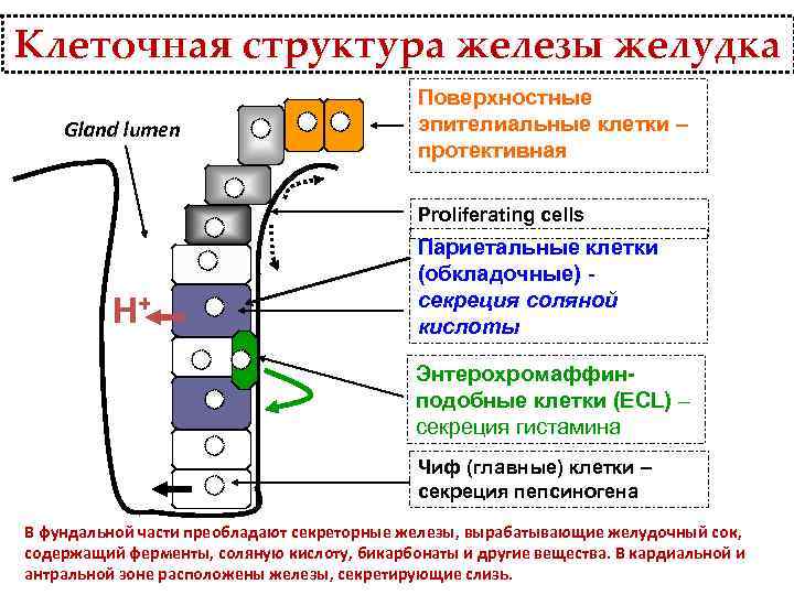 Клеточная структура железы желудка Gland lumen Поверхностные эпителиальные клетки – протективная Proliferating cells H+