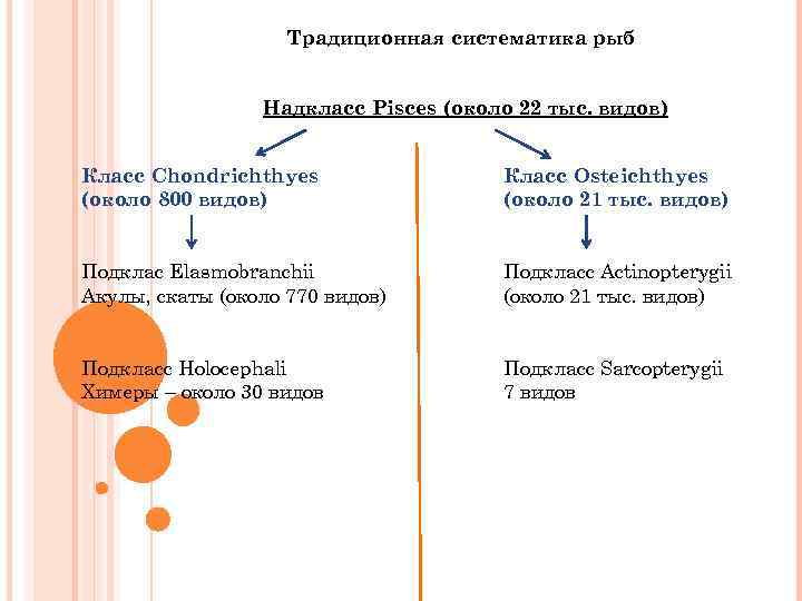 Традиционная систематика рыб Надкласс Pisces (около 22 тыс. видов) Класс Chondrichthyes (около 800 видов)